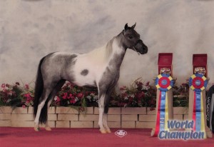 Taboo2011WorldChampioncrop2